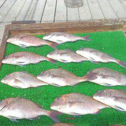 海の釣堀 海恵 釣果