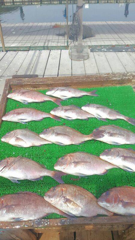 海の釣堀 海恵 釣果