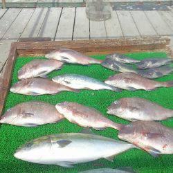 海の釣堀 海恵 釣果