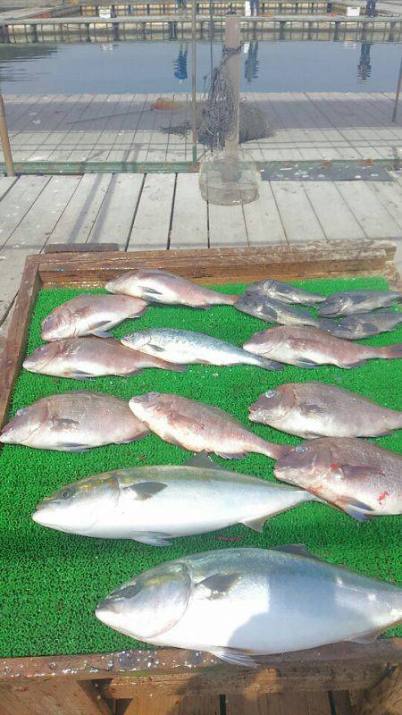 海の釣堀 海恵 釣果