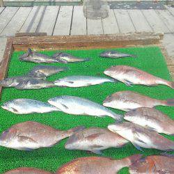 海の釣堀 海恵 釣果
