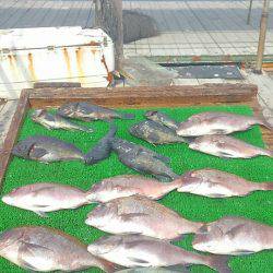 海の釣堀 海恵 釣果