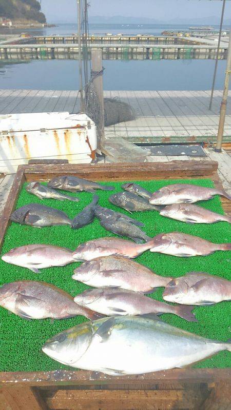 海の釣堀 海恵 釣果