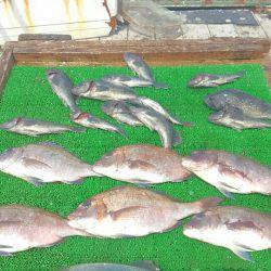 海の釣堀 海恵 釣果