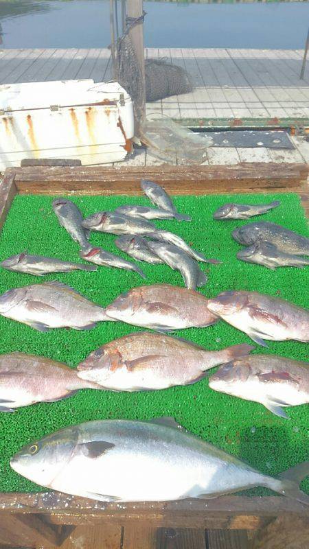 海の釣堀 海恵 釣果