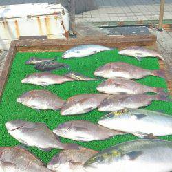 海の釣堀 海恵 釣果