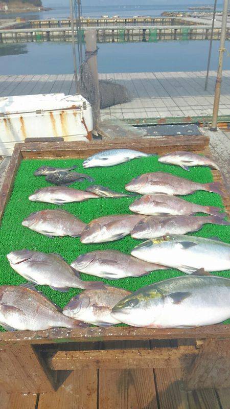 海の釣堀 海恵 釣果