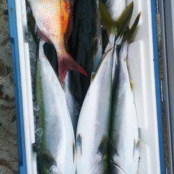 ブルドック 釣果