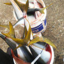 ブルドック 釣果