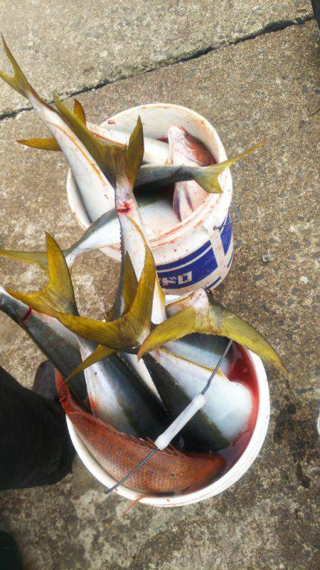 ブルドック 釣果