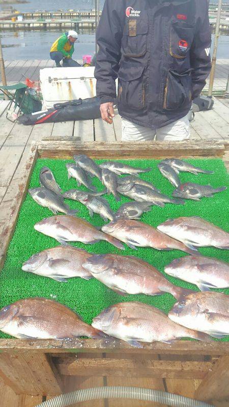 海の釣堀 海恵 釣果