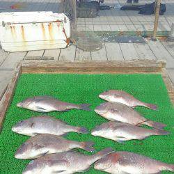 海の釣堀 海恵 釣果