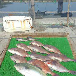 海の釣堀 海恵 釣果
