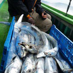 小島丸 釣果
