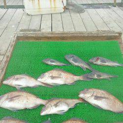 海の釣堀 海恵 釣果