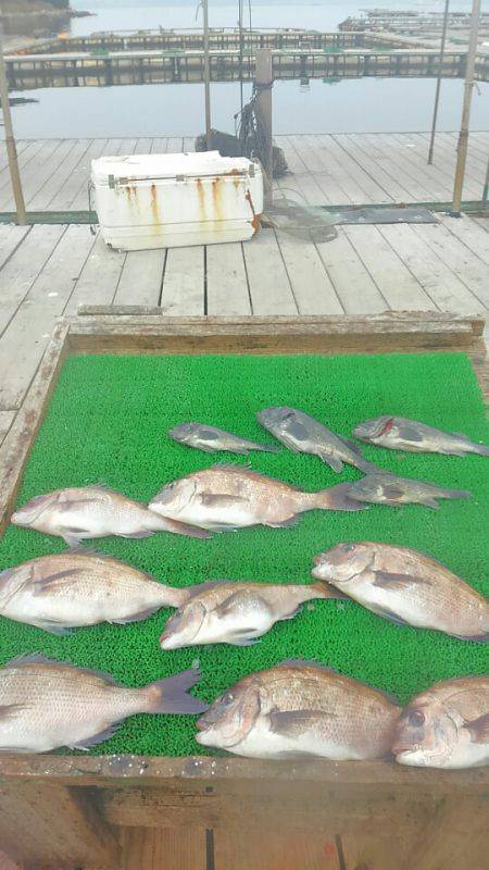 海の釣堀 海恵 釣果