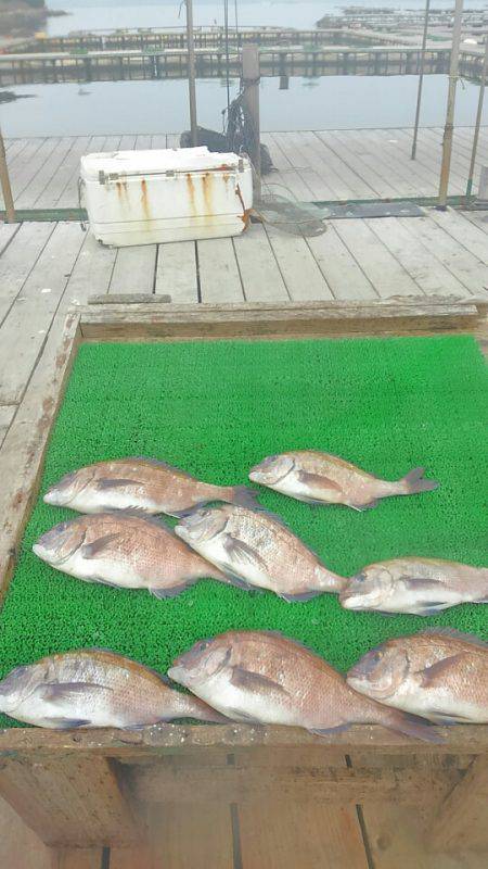 海の釣堀 海恵 釣果