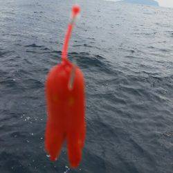 金沢八景鴨下丸 釣果