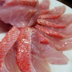 金沢八景鴨下丸 釣果