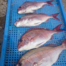 第三共栄丸 釣果