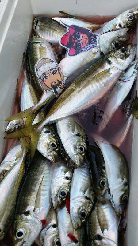 金沢八景鴨下丸 釣果