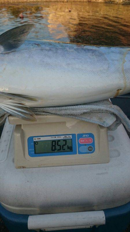 ARCADIAⅡ (アルカディアⅡ) 釣果