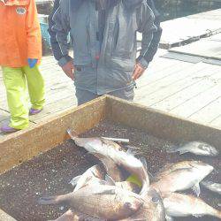 海の釣堀 海恵 釣果