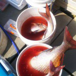 ブルドック 釣果