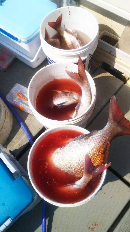 ブルドック 釣果