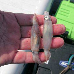 ARCADIAⅡ （アルカディアⅡ） 釣果