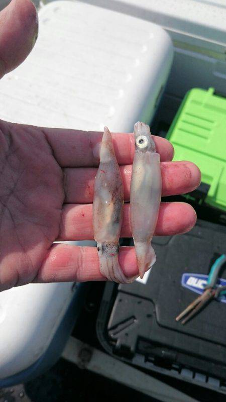 ARCADIAⅡ （アルカディアⅡ） 釣果