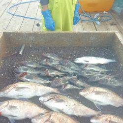 海の釣堀 海恵 釣果