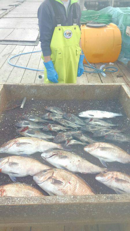 海の釣堀 海恵 釣果