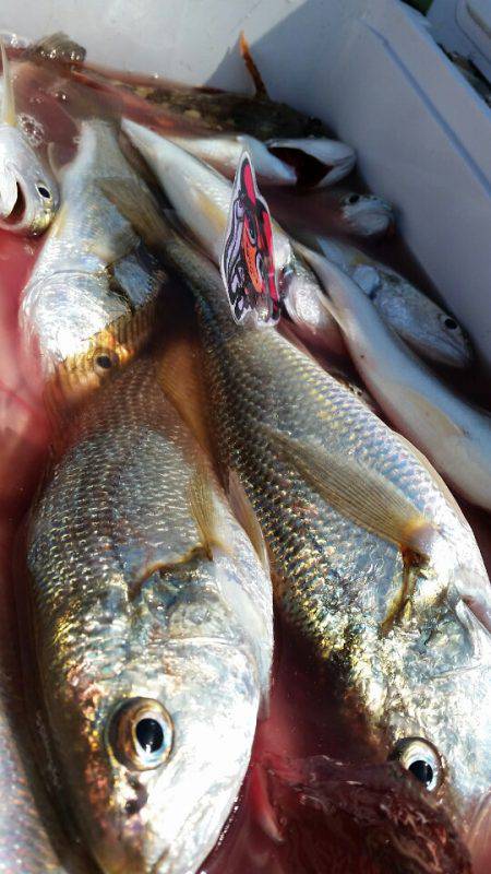 金沢八景鴨下丸 釣果