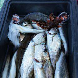 金沢八景鴨下丸 釣果