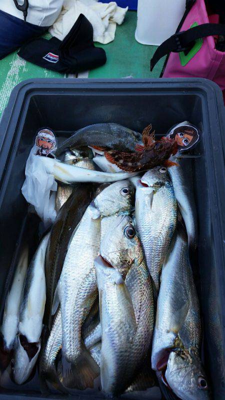 金沢八景鴨下丸 釣果