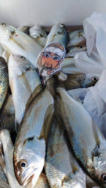 金沢八景鴨下丸 釣果