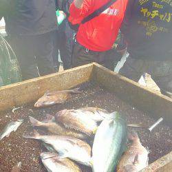 海の釣堀 海恵 釣果