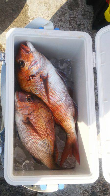 ブルドック 釣果