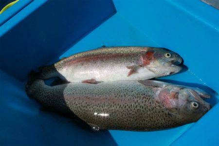 としまえんフィッシングエリア 釣果