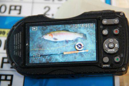 としまえんフィッシングエリア 釣果