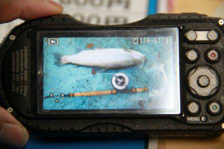 としまえんフィッシングエリア 釣果