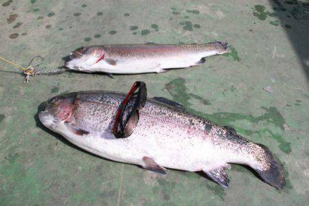 としまえんフィッシングエリア 釣果