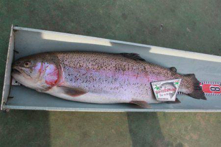 としまえんフィッシングエリア 釣果