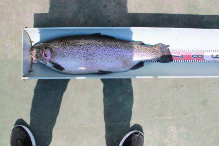 としまえんフィッシングエリア 釣果