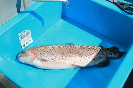 としまえんフィッシングエリア 釣果