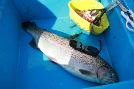 としまえんフィッシングエリア 釣果