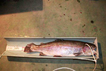 としまえんフィッシングエリア 釣果