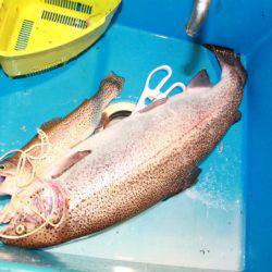 としまえんフィッシングエリア 釣果