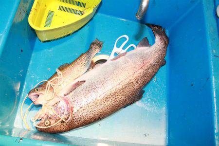 としまえんフィッシングエリア 釣果